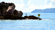 Bootsausflug zu den Riesenschildkröten auf Curieuse Island, Seychellen, Baie Laraie mit Reiher