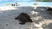 Bootsausflug zu den Riesenschildkröten auf Curieuse Island, Seychellen, Baie Laraie