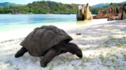 Bootsausflug zu den Riesenschildkröten auf Curieuse Island, Seychellen, Baie Laraie
