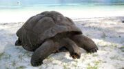 Bootsausflug zu den Riesenschildkröten auf Curieuse Island, Seychellen, Baie Laraie