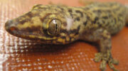 Seychellen Fauna Bronzegecko Bronze-Eyed Gecko Ailuronyx seychellensis