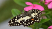 Seychellen Fauna Citrusfalter Zitronenschwalbenschwanz Lime Swallowtail Papilyon Papilio demoleus