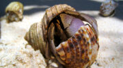 Seychellen Fauna Einsiedlerkrebs Hermit Crab