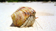 Seychellen Fauna Einsiedlerkrebs Hermit Crab