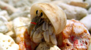 Seychellen Fauna Einsiedlerkrebs Hermit Crab
