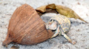 Seychellen Fauna Einsiedlerkrebs Hermit Crab