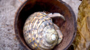 Seychellen Fauna Einsiedlerkrebs Hermit Crab