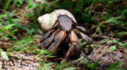 Seychellen Fauna Einsiedlerkrebs Hermit Crab