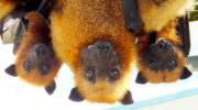 Seychellen Fauna Flughund Fruitbat Flying Fox Sousouri Pteropus seychellensis