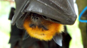 Seychellen Fauna Flughund Fruitbat Flying Fox Sousouri Pteropus seychellensis