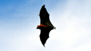Seychellen Fauna Flughund Fruitbat Flying Fox Sousouri Pteropus seychellensis