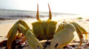 Seychellen Fauna Gehoernte Geisterkrabbe Ghost Crab Lolou Grangola Ocypode ceratophthalma