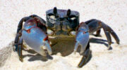 Seychellen Fauna Gehoernte Geisterkrabbe Ghost Crab Lolou Grangola Ocypode ceratophthalma