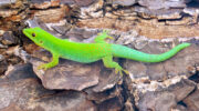 Seychellen Fauna Gruener Taggecko Green Day Gecko Lezar Ver Phelsuma