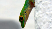 Seychellen Fauna Gruener Taggecko Green Day Gecko Lezar Ver Phelsuma