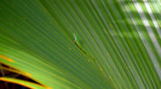 Seychellen Fauna Gruener Taggecko Green Day Gecko Lezar Ver Phelsuma