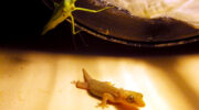 Seychellen Fauna Hausgecko und Gottesanbeterin