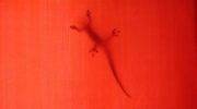 Seychellen Fauna Hausgecko Four-Clawed Gecko Gehyra mutilata