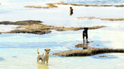 Seychellen Fauna Hund Dog