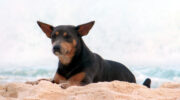 Seychellen Fauna Hund Dog