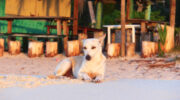 Seychellen Fauna Hund Dog