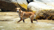 Seychellen Fauna Hund Dog