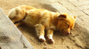 Seychellen Fauna Hund Dog