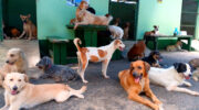 Seychellen Fauna Hund Dog