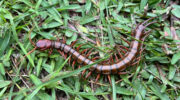 Seychellen Fauna Hundertfüßer Centipede Milpat Scolopendra