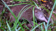 Seychellen Fauna Igeltenrek Tailless Tenrec ecaudatus Tangue