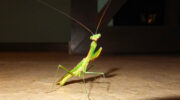 Seychellen Fauna Insekten Gottesanbeterin Praying Mantis Kasbol Polyspilota aeruginosa