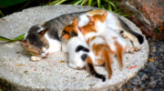 Seychellen Fauna Katze Cat