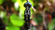 Seychellen Fauna Libelle Dragonfly