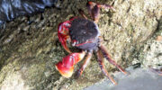 Seychellen Fauna Mangroven Spinnenkrabbe Red Rock Crab Loulou Neosarmatium meinerti