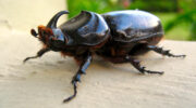 Seychellen Fauna Nashornkäfer African Rhinoceros Beetle Kabare Nwanm Oryctes nasicornis