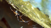 Seychellen Fauna Palmspinne Palm Spider Bib Nephila inaurata