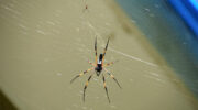 Seychellen Fauna Palmspinne Palm Spider Bib Nephila inaurata