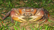Seychellen Fauna Riesenmangrovenkrabbe Braune Landkrabbe Brown Land Crab Tyangoman Cardisoma carnifex
