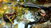 Seychellen Fauna Riesenmangrovenkrabbe Braune Landkrabbe Brown Land Crab Tyangoman Cardisoma carnifex