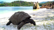 Seychellen Fauna Riesenschildkröte Aldabra Giant Tortoise Torti Aldabrachelys gigantea