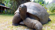 Seychellen Fauna Riesenschildkröte Aldabra Giant Tortoise Torti Aldabrachelys gigantea