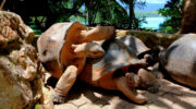 Seychellen Fauna Riesenschildkröte Aldabra Giant Tortoise Torti Aldabrachelys gigantea