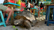 Seychellen Fauna Riesenschildkröte Aldabra Giant Tortoise Torti Aldabrachelys gigantea