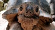 Seychellen Fauna Riesenschildkröte Aldabra Giant Tortoise Torti Aldabrachelys gigantea
