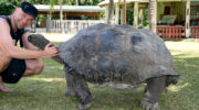 Seychellen Fauna Riesenschildkröte Aldabra Giant Tortoise Torti Aldabrachelys gigantea und Mister Olaf