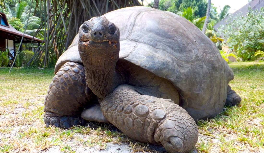 Seychellen_Fauna_Riesenschildkroete_Aldabra_Giant_Tortoise_Torti_Aldabrachelys_gigantea_Slider Seychellen Fauna Riesenschildkroete Aldabra Giant Tortoise Torti Aldabrachelys gigantea