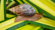 Seychellen Fauna Riesenschnecke Giant Land Snail Gro Kourpa Achatina