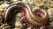 Seychellen Fauna Riesentausendfüßler Giant Millipede Gro Milpat Sechelleptus seychellarum