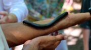 Seychellen Fauna Riesentausendfüßler Giant Millipede Gro Milpat Sechelleptus seychellarum