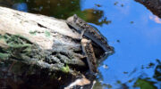 Seychellen Fauna Schlammspringer Mudskipper Kabosoter Periophthalmus